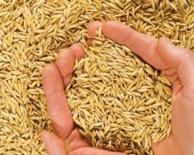 Entre Rios do Oeste vai distribuir sementes de aveia para produtores de leite